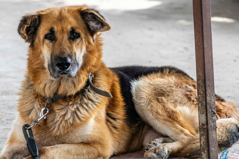 The Best Food for German Shepherds in 2025?