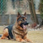 German shephad dog