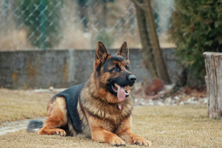 Which people foods are safe for dogs?