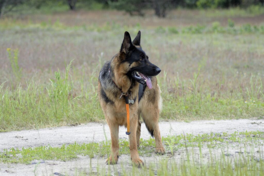 German Shephad Dog