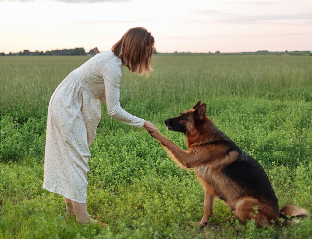 A happy German Shepherd sits beside its smiling owner, who’s thoughtfully exploring which people foods are safe for dogs to share a treat responsibly.