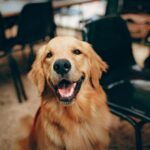 Golden-Retriever