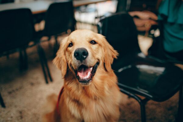 Golden-Retriever