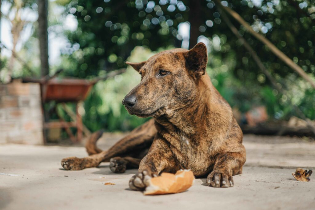 dog eating home mad food happy either not
