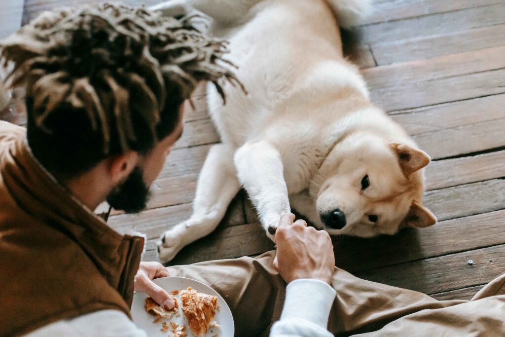 homemade dog food recipes