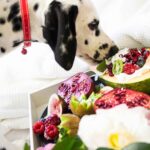 homemade dog food recipes